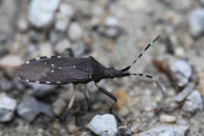 <i>Dicranocephalus agilis</i>