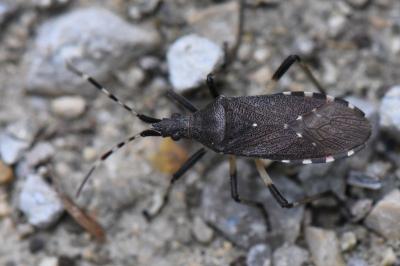 <i>Dicranocephalus agilis</i>