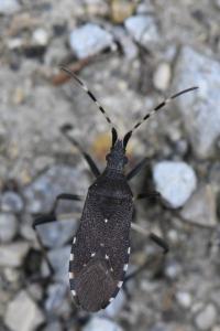 <i>Dicranocephalus agilis</i>