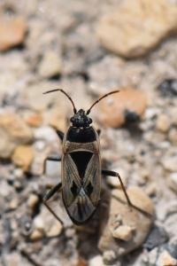 <i>Xanthochilus quadratus</i>