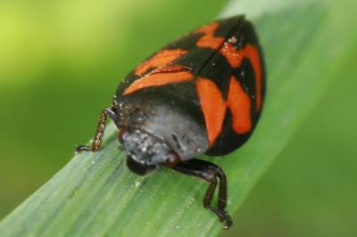 <i>Cercopis vulnerata</i>