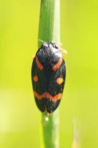 <i>Cercopis intermedia</i>