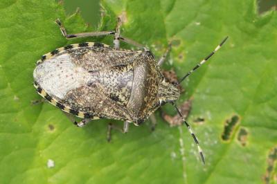 Rhaphigaster nebulosa