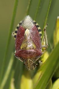 <i>Dolycoris baccarum</i>