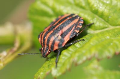 <i>Graphosoma italicum</i>