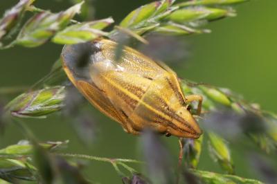 <i>Aelia acuminata</i>