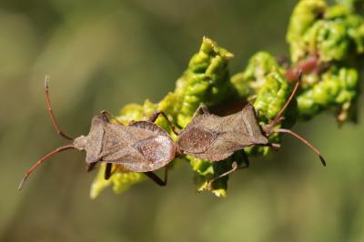 <i>Coreus marginatus</i>