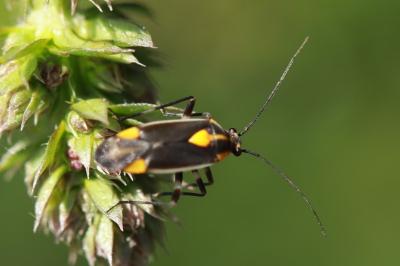 <i>Capsodes flavomarginatus</i>