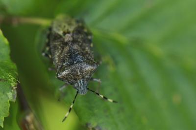 <i>Rhaphigaster nebulosa</i>