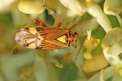 <i>Rhabdomiris striatellus</i>