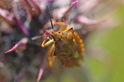 Carpocoris purpureipennis