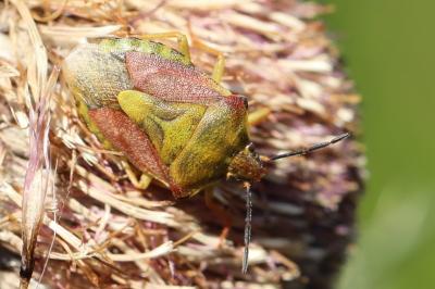 <i>Carpocoris purpureipennis</i>