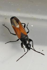 <i>Pterotmetus staphyliniformis</i>