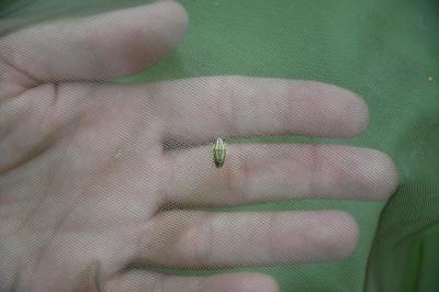<i>Aelia acuminata</i>