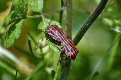 <i>Graphosoma italicum</i>