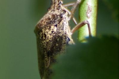<i>Rhaphigaster nebulosa</i>