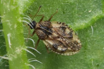 <i>Dictyla humuli</i>