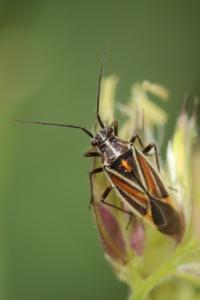 <i>Horistus orientalis</i>
