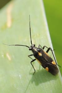 <i>Capsodes sulcatus</i>