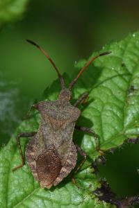 <i>Coreus marginatus</i>