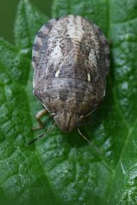 Eurygaster maura
