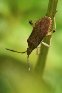 <i>Ceraleptus lividus</i>