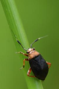 <i>Capsus ater</i>