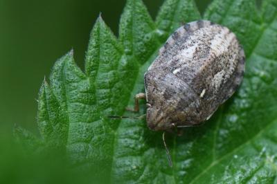 <i>Eurygaster maura</i>