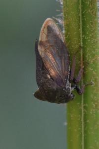 <i>Centrotus cornutus</i>