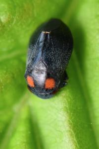 <i>Penthimia nigra</i>