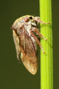 <i>Centrotus cornutus</i>