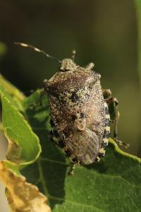 <i>Rhaphigaster nebulosa</i>