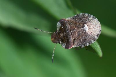 <i>Dyroderes umbraculatus</i>
