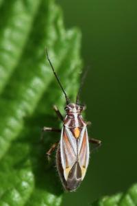 <i>Horistus orientalis</i>
