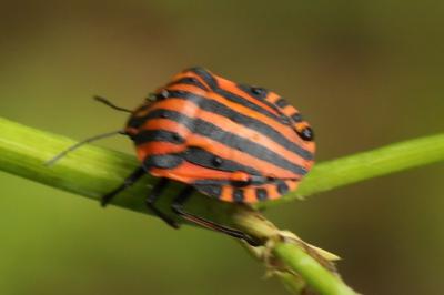 <i>Graphosoma italicum</i>