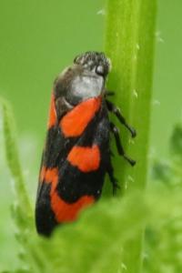 <i>Cercopis vulnerata</i>