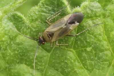 <i>Plagiognathus arbustorum</i>