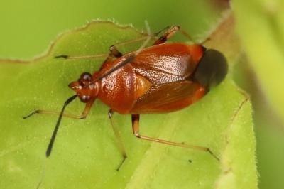 <i>Deraeocoris ruber</i>