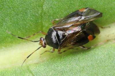 <i>Deraeocoris flavilinea</i>