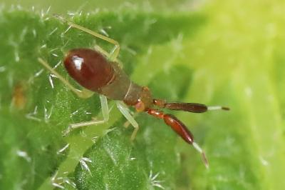 <i>Heterotoma planicornis</i>