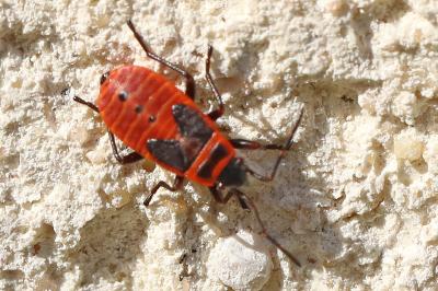 <i>Pyrrhocoris apterus</i>