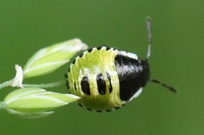 <i>Palomena prasina</i>