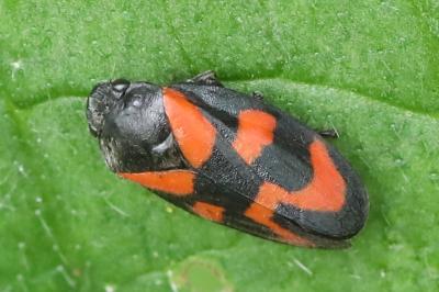 <i>Cercopis vulnerata</i>