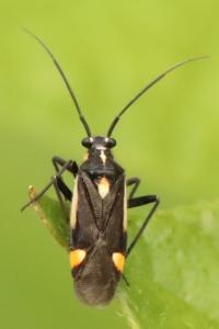 <i>Capsodes sulcatus</i>