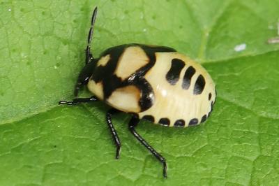 <i>Tritomegas bicolor</i>
