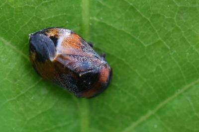 <i>Penthimia nigra</i>