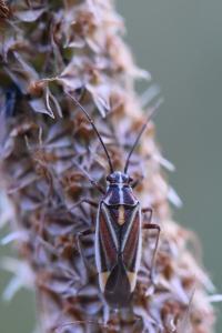 <i>Horistus orientalis</i>