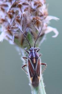 <i>Horistus orientalis</i>