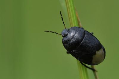 <i>Sehirus</i>