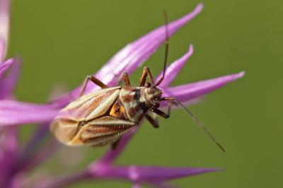 <i>Horistus orientalis</i>